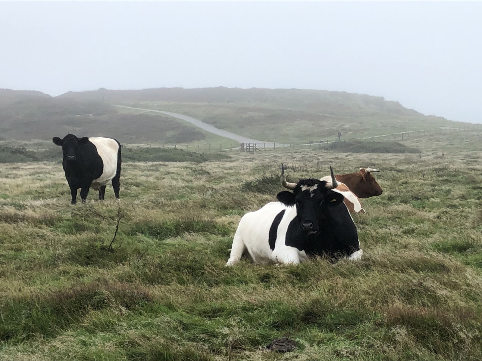 Three cows sitting on the heathland at Hengistbury Head in Christchurch on a misty morning